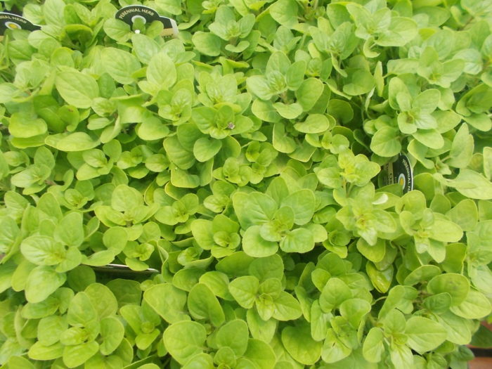 plants-that-repel-bugs